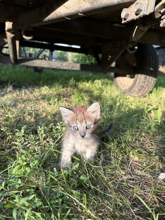 Кошенята шукають люблячий дім.