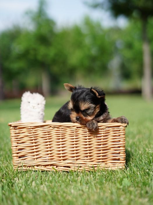 Щеночки красавчики