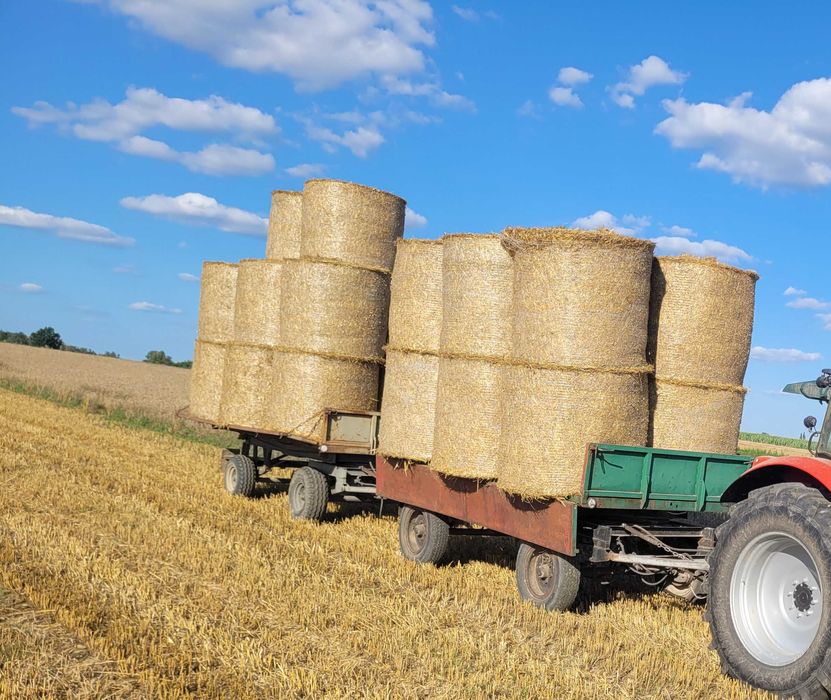 Słoma  pszenźytnia