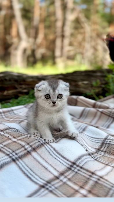 Шотландські висловушки кошенятка котики срібна шиншила породисті