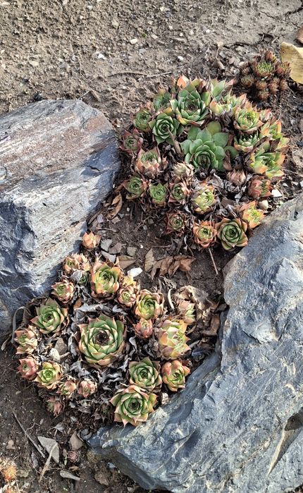 Молодило, кам'яна троянда