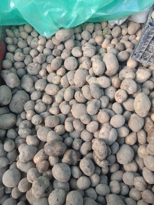 насіннєва бульба