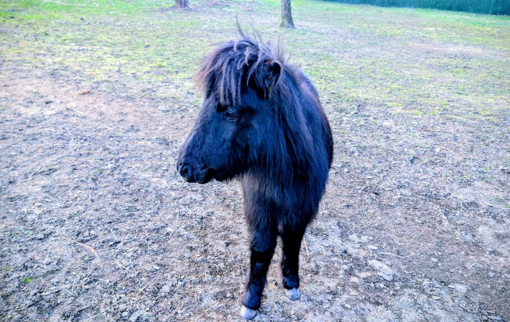 Продам поні вік 8 міс.