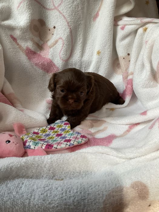 Shih -Tzu Czekoladowa suczka!
