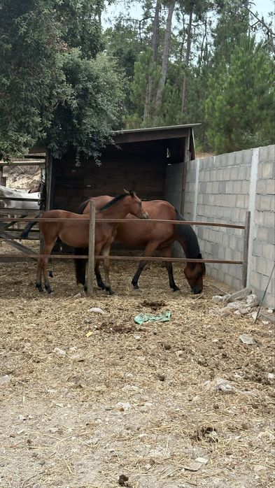Poldro 15/01/2026 Arabe