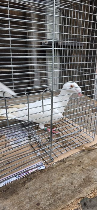 Gołębie rzeszowskie