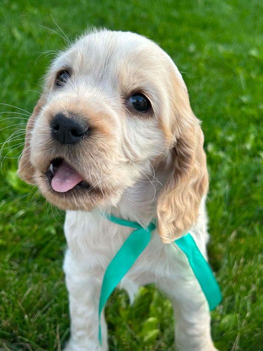 Cocker spaniel  angielski suczka