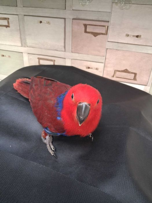 Papagaio ecletos femea