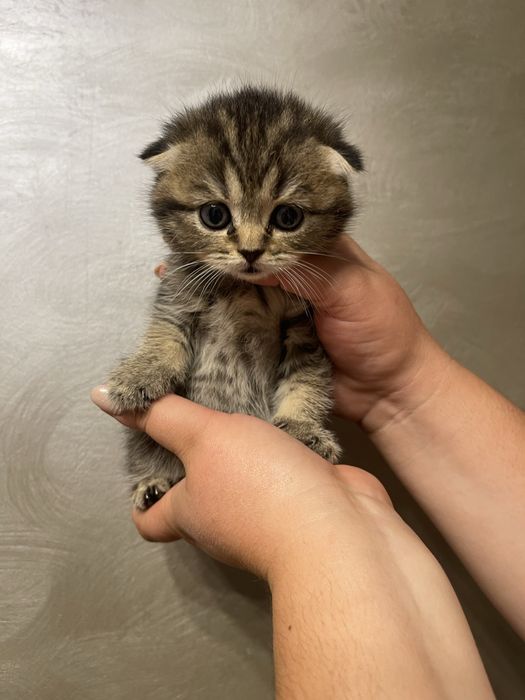 Шотландські кошенята