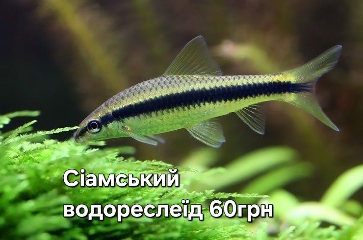 Рыбки в аквариум