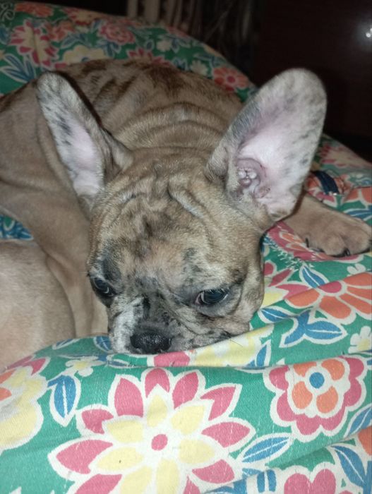 Французький бульдог