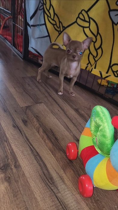 Щенки Чихуахуа!!!