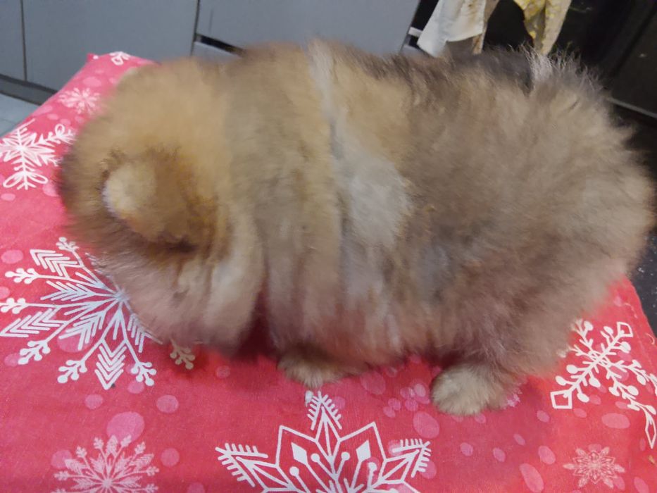 Piękny chłopak pomerianian