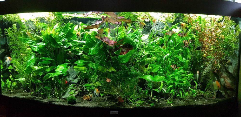 Большой аквариум JUWEL 450л с оборудованием и автоматизацией