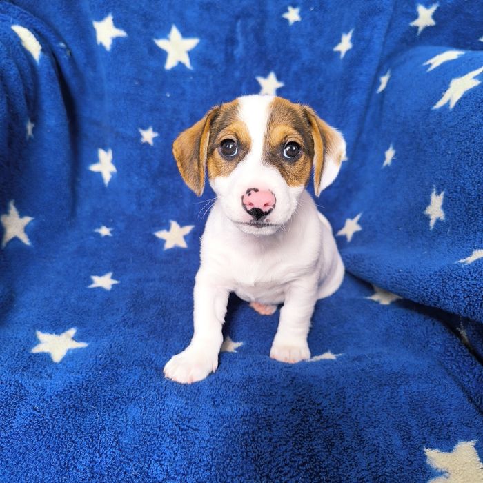 Хлопчик Джек Рассел тер'єр ККУ клубу