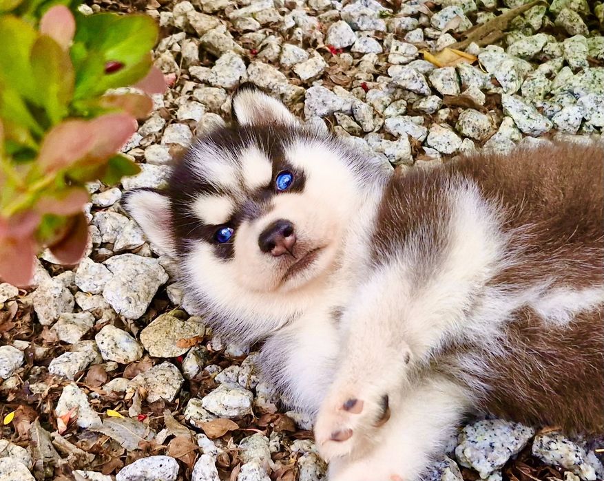 Szczeniak czarno-biały niebieskooki Siberian Husky rodowód ZKwP FCI