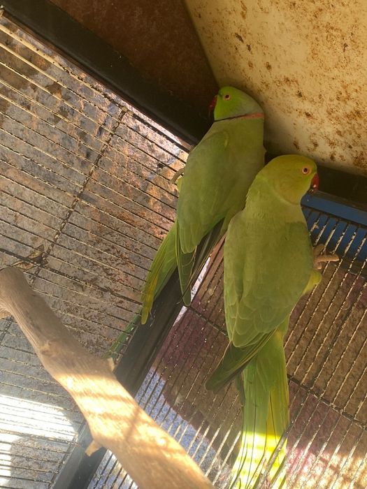 Casal aves Ring Neck