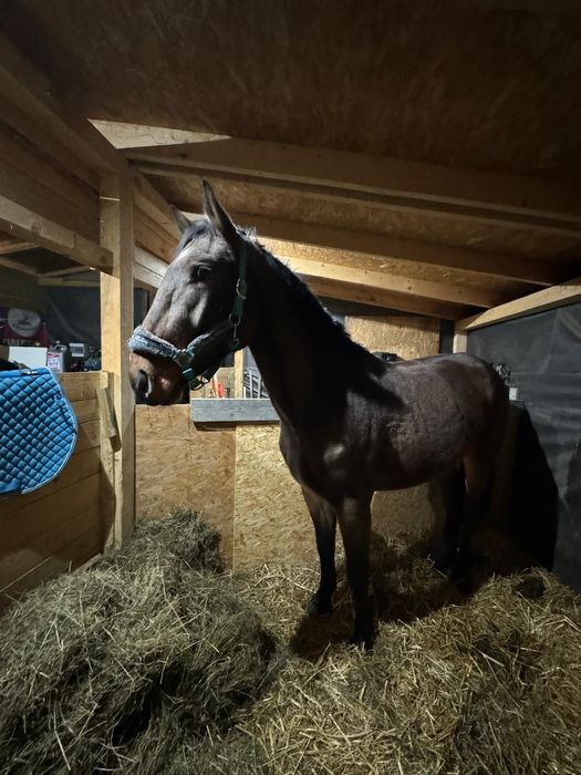 Piękny wałach na sprzedaż. Okazja