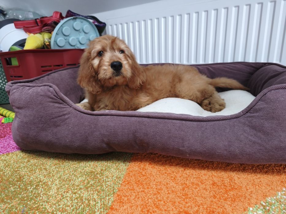 Irishdoodle Doodle goldendoodle seter badania genetyczne