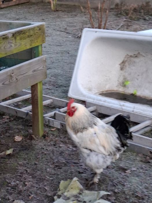 Koguty kogutki mlode