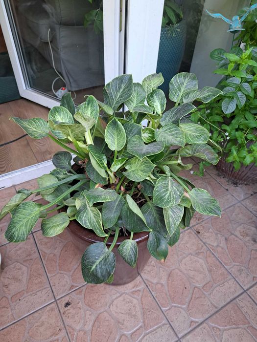 Philodendron birkin