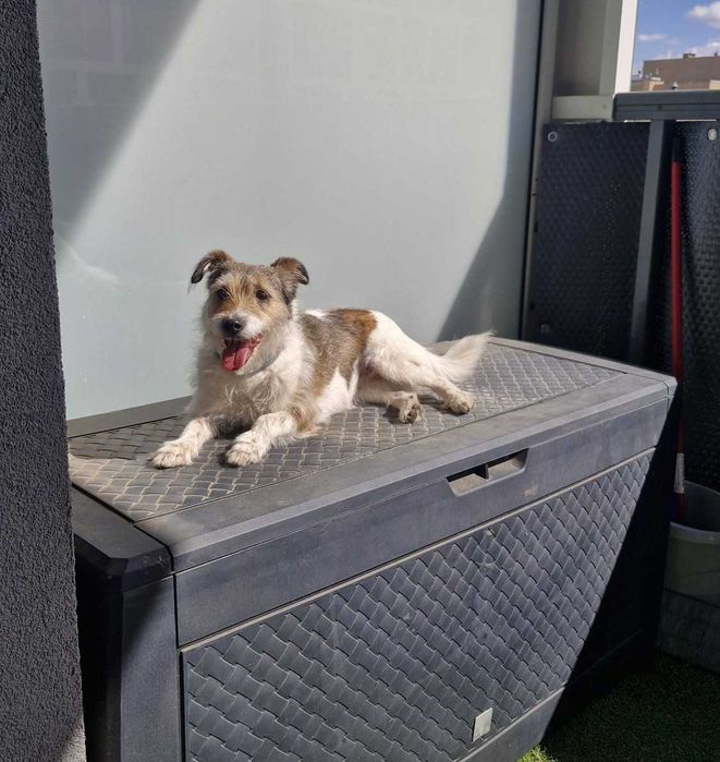 Daisy czeka na swój dom