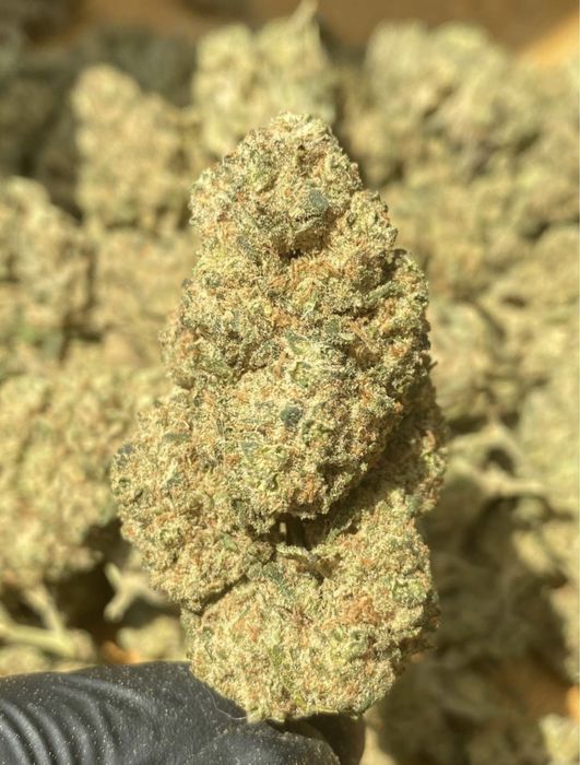 1kg susz CBD Harley Queen/THC< 0.3%