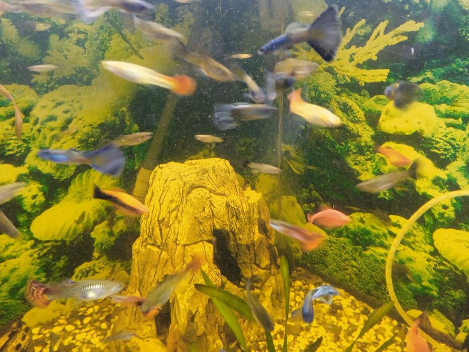 Риба акваріумна.