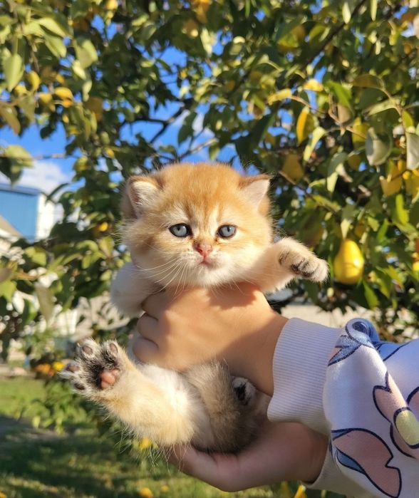 Шотландські кошенята