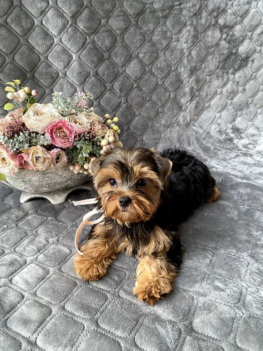 Йорки гарнесенькі