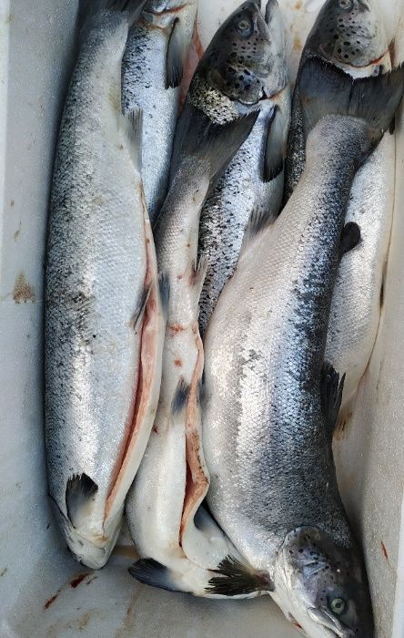 Червона iкра Горбуша 250 gr