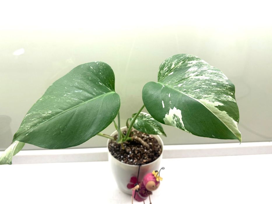 Монстера Альба , Тайское созвездие , срез