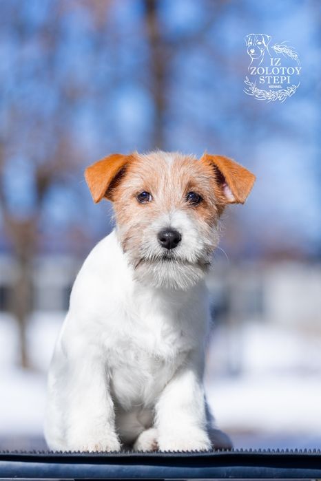 Цуценята Джек Рассел тер'єр.