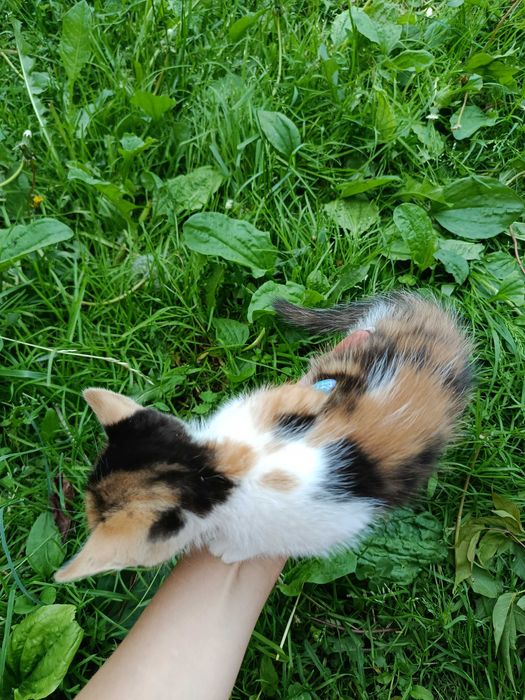 Котики шукають своїх господарів, віддам в добрі руки