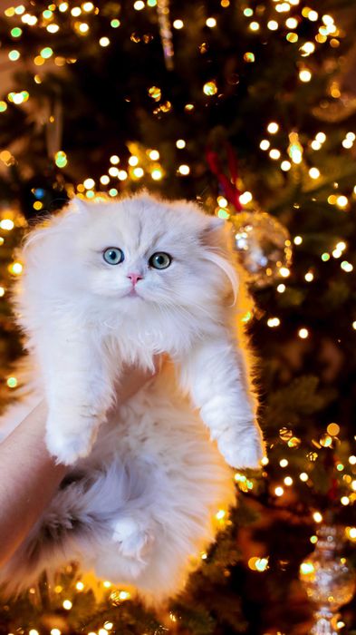 Rodowodowy kotek brytyjski niebiesko-zloty szynszyla