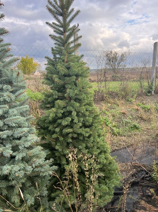 Ялина зелена Кейбаб (Kaibab) в грунті, жива ялинка, Ель зеленая