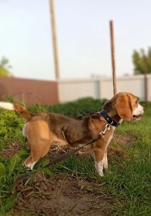 Продамо собаку породи бігль дівчинка