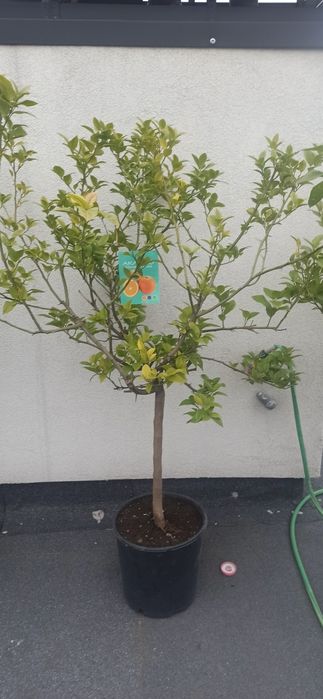 Апельсинове дерево, цитрус