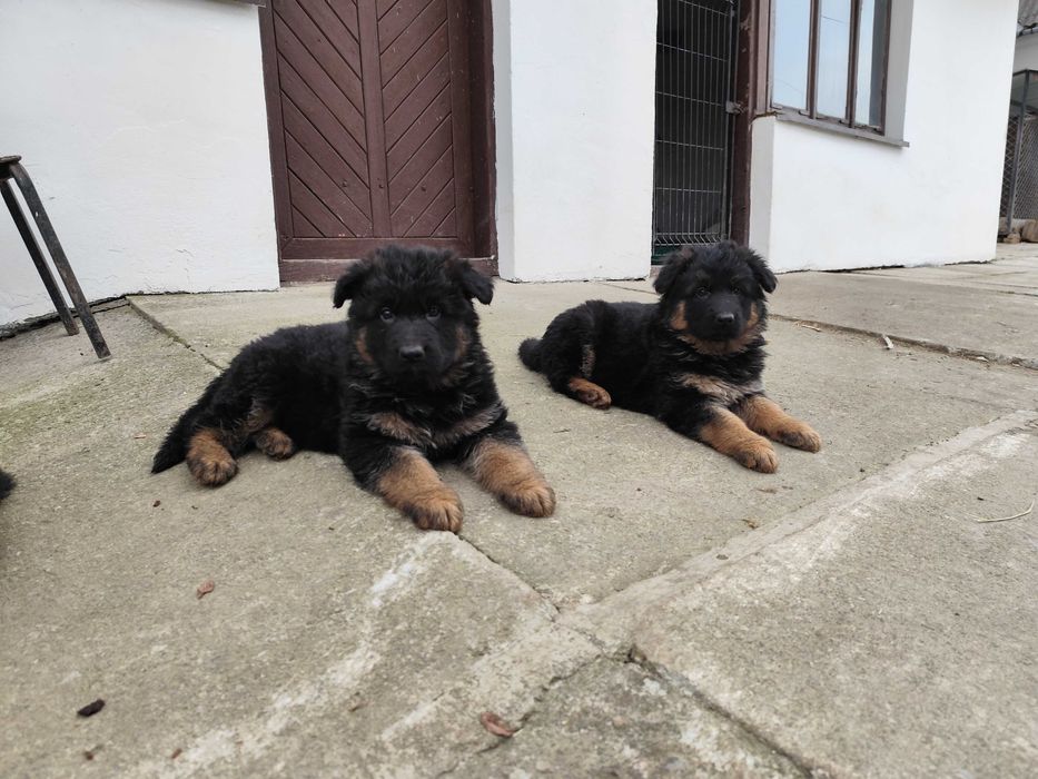 Owczarek niemiecki długowłosy z rodowodem