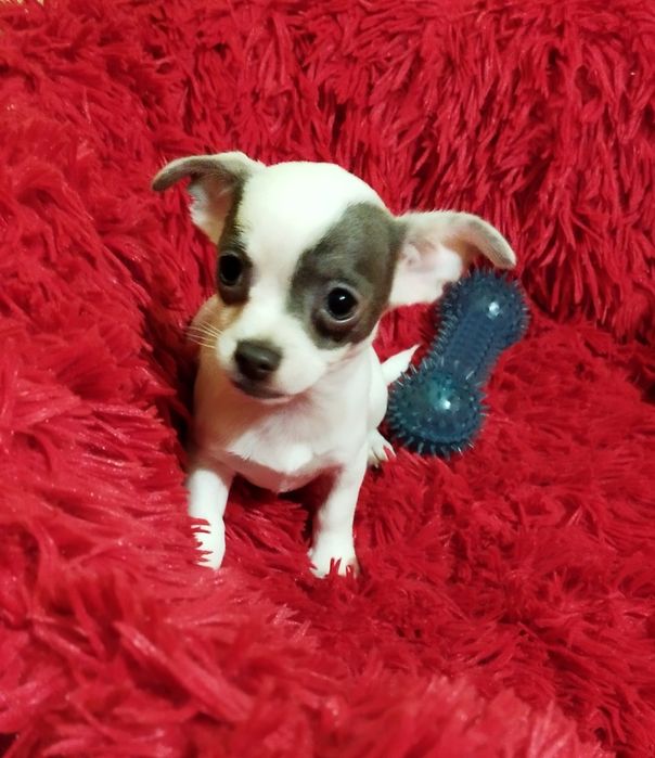 Chihuahua miniaturowy piesek