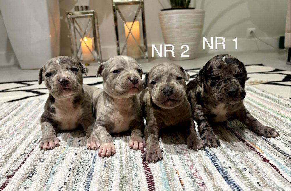 Merle American Staffordshire Terrier