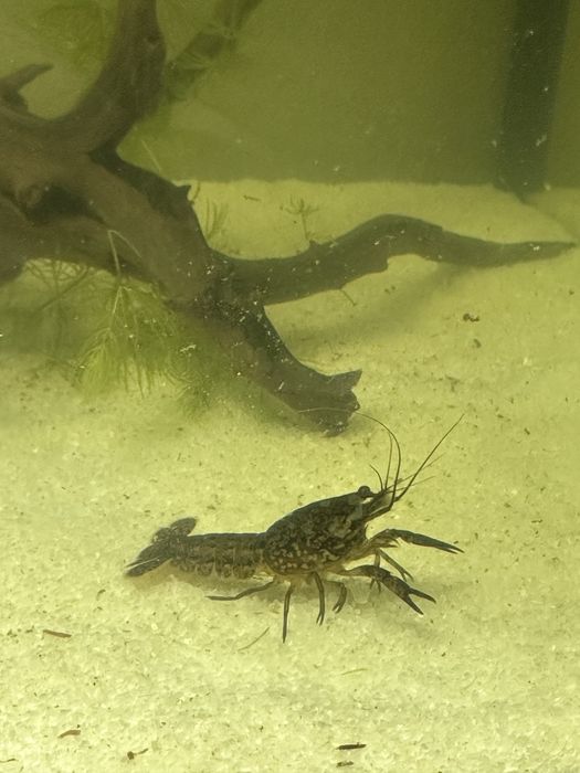 Мармуровий рак 2 шт