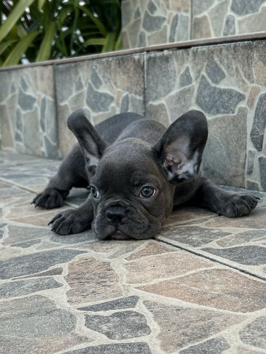 Bulldog frances Menina