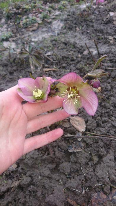 Морозник,каменоломка,армерія приморська.