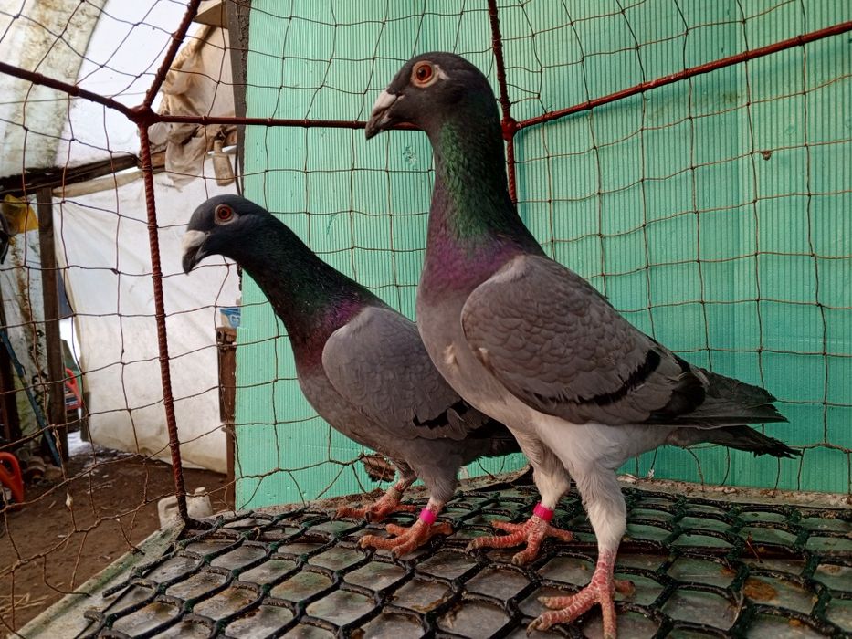 Rzeszowskie Rzeszowski Para Gołębie ozdobne