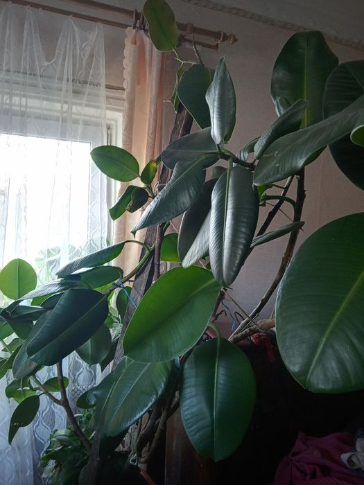 Продам великий фікус