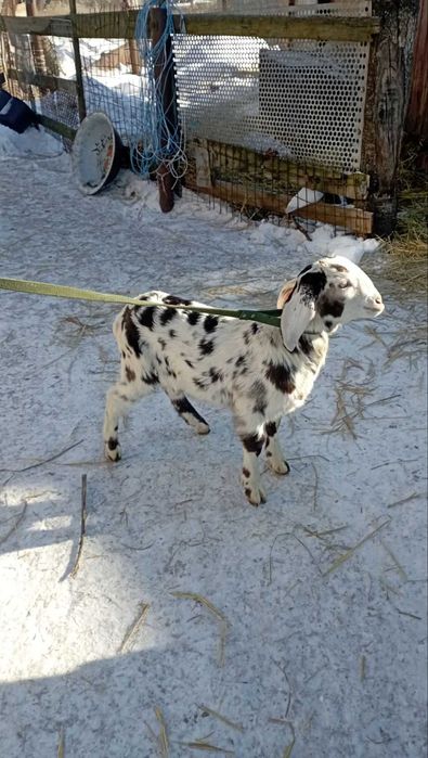 Продам англо нубійських козеняь