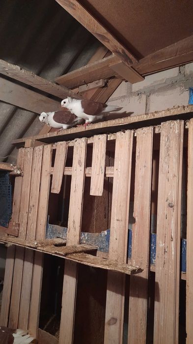 Piękne Gołębie różne  odmiany tel 695/530/939