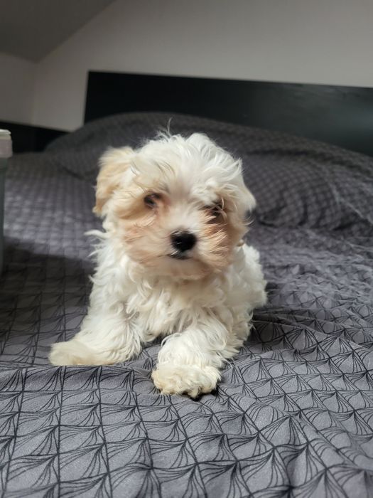 Chłopczyk Maltipoo