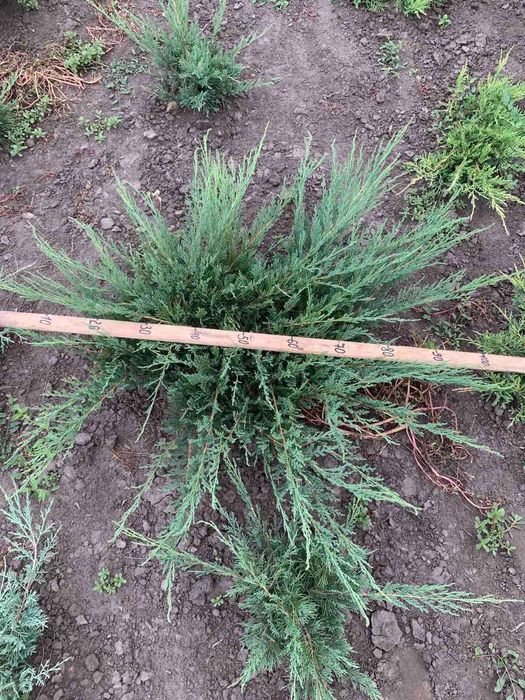 Декоративні хвойні рослини